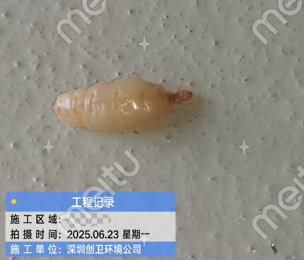 深圳杀虫公司学校消杀方法